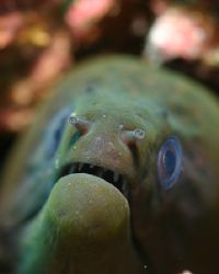 Maury, the great green moray. Wakatobi Indonesia, August ... by Michael Canzoniero 